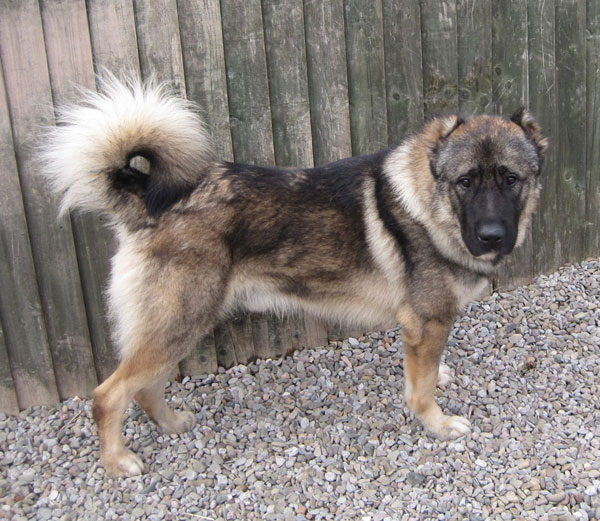 Saber Caucasian Shepherd With Cropped Ears