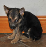 GSD puppies