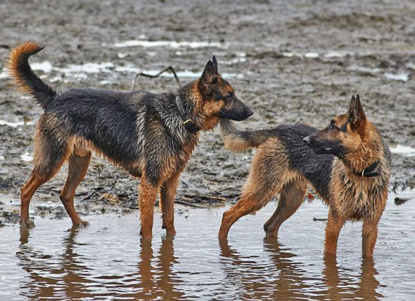 german shepherds playing in mud and water