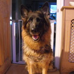 Cassie the GSD who needed ear canal ablation