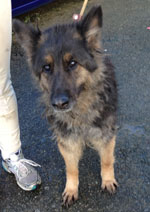 CJ, Now Called Nanna - Older GSD Badly Neglected