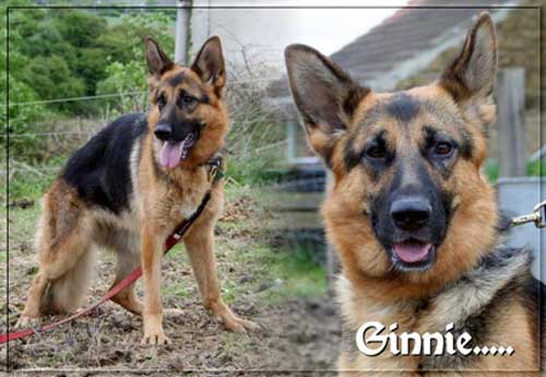 ginnie the young gsd
