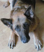 Harry Neglected Older GSD