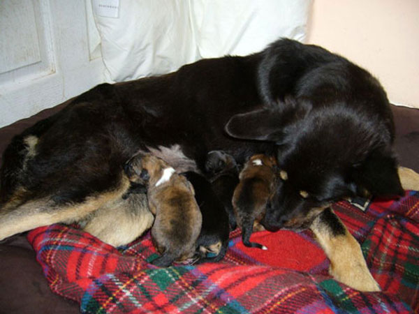 lottie the german shepherd with her new born puppies