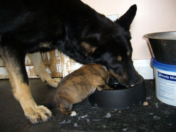 lottie and one of her puppies eating from the same bowl