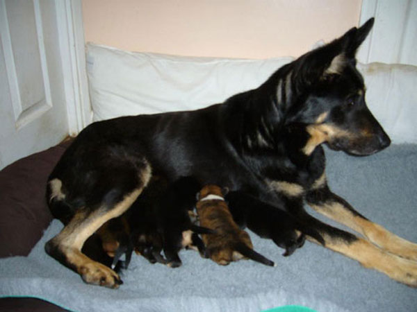 lottie star mum to her puppies