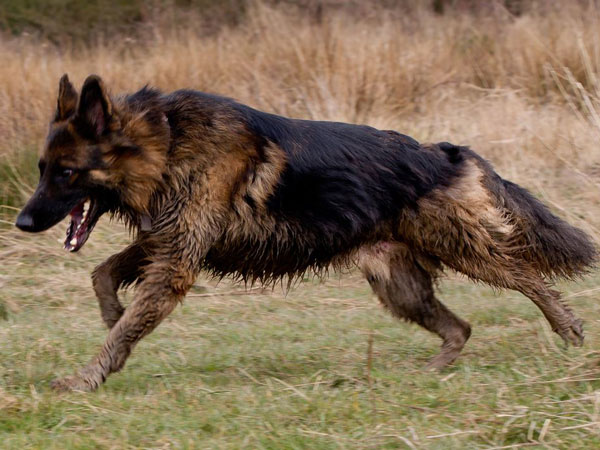 a wet and muddy geman shepherd running