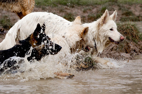 two white german shepherds and a black and tan, splashing in a pond