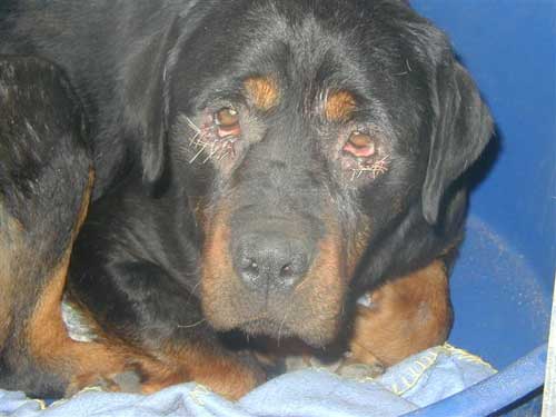 picture of a rottweiler