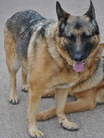 Very Overweight GSD Sha Needed A Home
