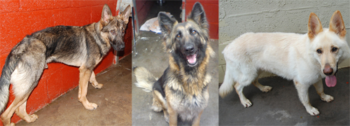 3 at risk gsd's