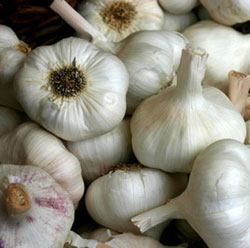 benefits of garlic in dogs