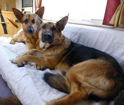 two german shepherds lying on their bed