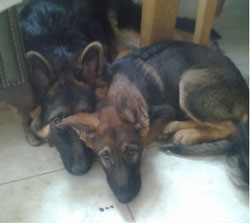 stevie wonder the blind gsd puppy with eddison the epileptic gsd puppy