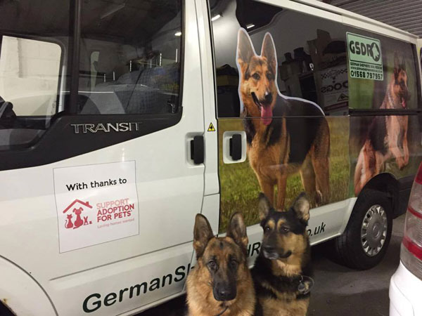 great pictures of german shepherds on the van