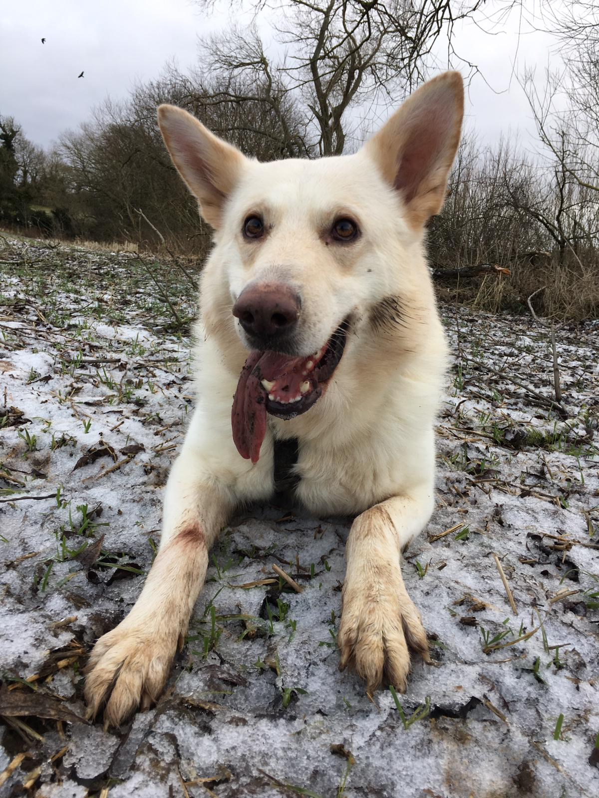 Bear - Teesside