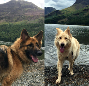 Missy and Louie - North Lincs