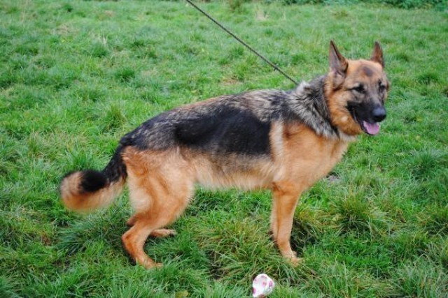 Kai - Notts (Kennels)