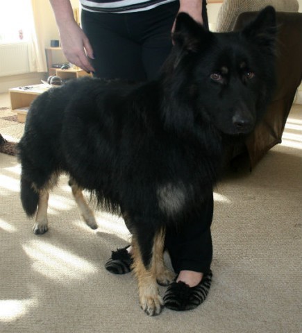 Shadow - Nuneaton (kennels)