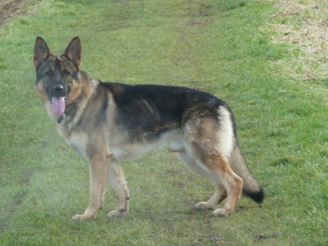 Shadow - Cumbria