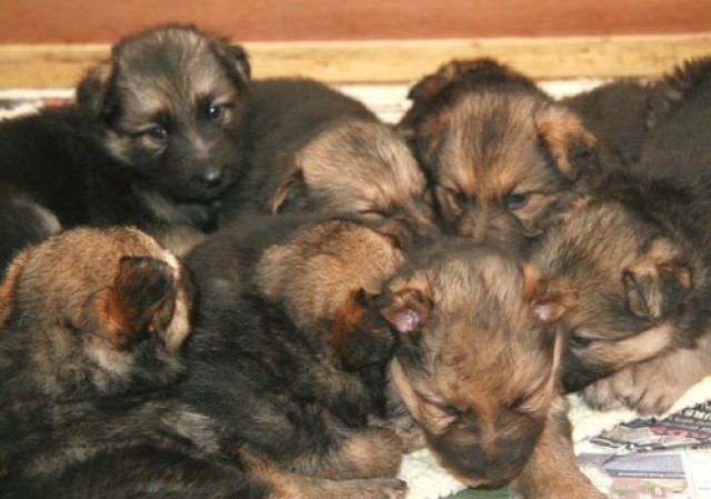 GSD Puppies