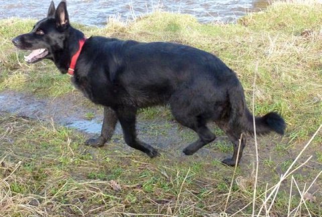 Roxy (2) - North Yorkshire