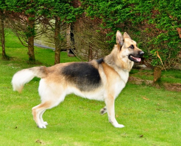 Rocky - Cumbria