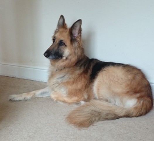 Tess - Bedfordshire