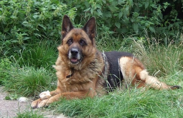 Sheba - West Midlands