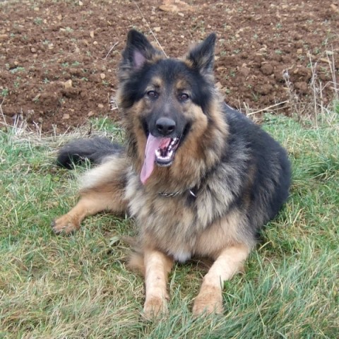 Bruno - Leicestershire