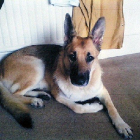 Sasha (Lancashire)