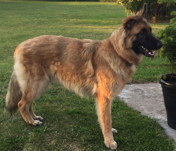 Jerry is a handsome lighter coloured semi coated boy