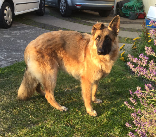 Jerry the gsd has very cute ears.