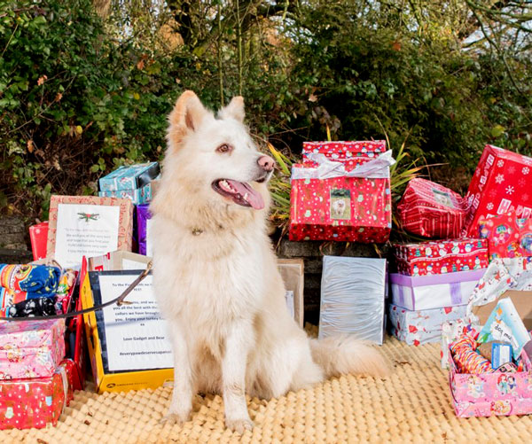 Logan white GSD is excited about Christmas and is hoping he gets adopted real soon.