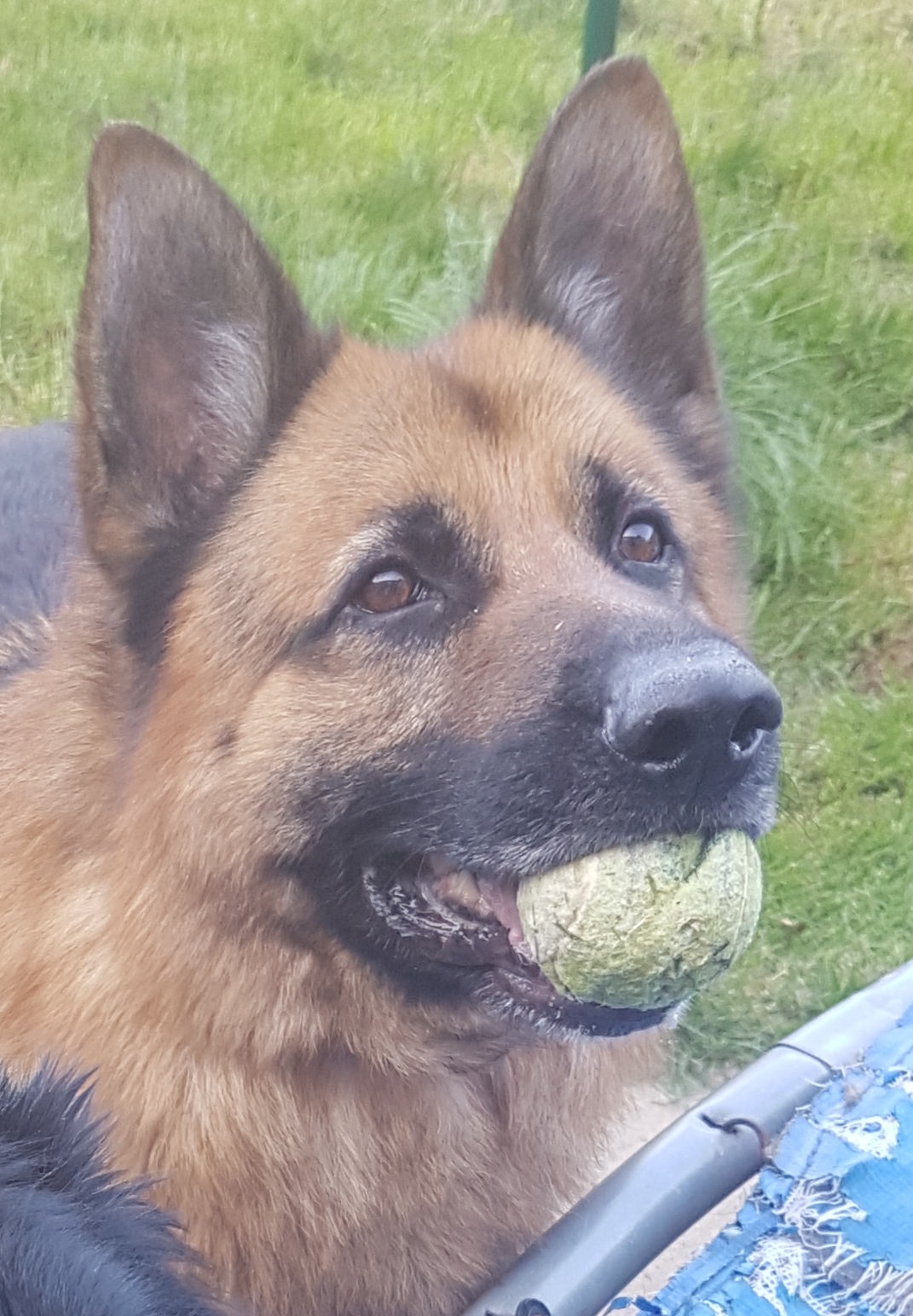 Loki - East Yorkshire