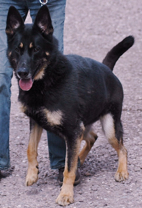 very handsome dark coloured german shepherd called sam