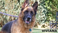 Viviana - Notts Area