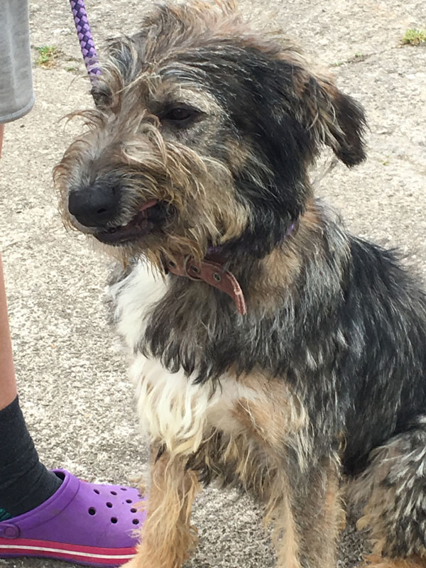 Alfie the gsd cross is such a cheeky chappie