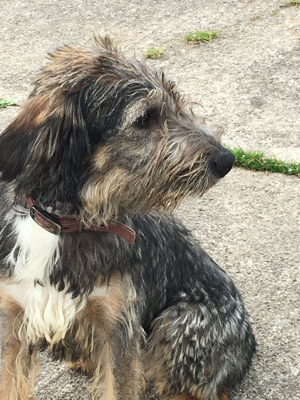 how could anyone resist this lovely gsd cross puppy