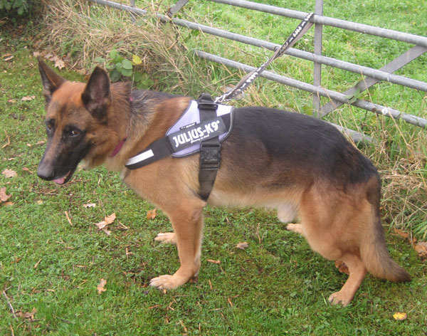 Gorgeous GSD called Alfie