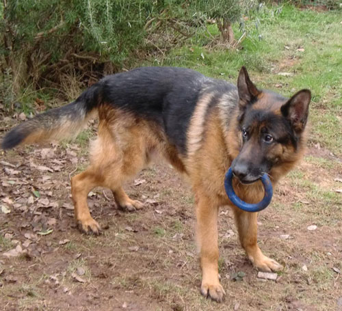 alfie with rubber ring in his mouth