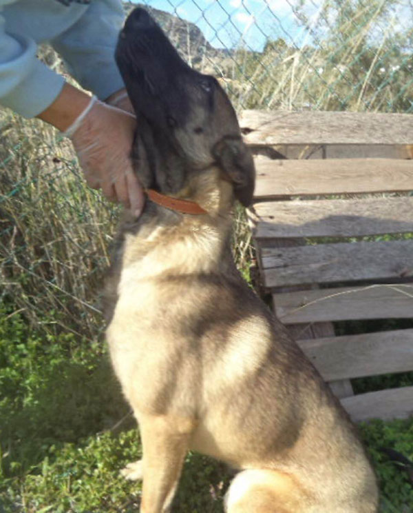 Amber the younf rescue Malinois adores people