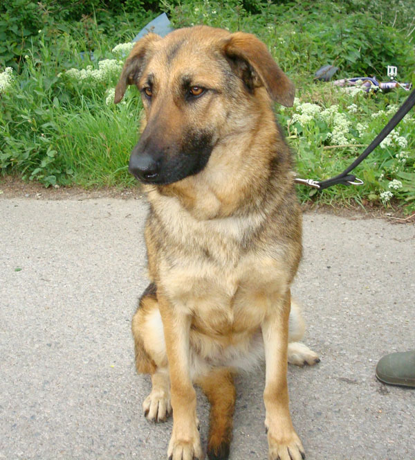 romanian dog Anda who suffered at the hands of humans