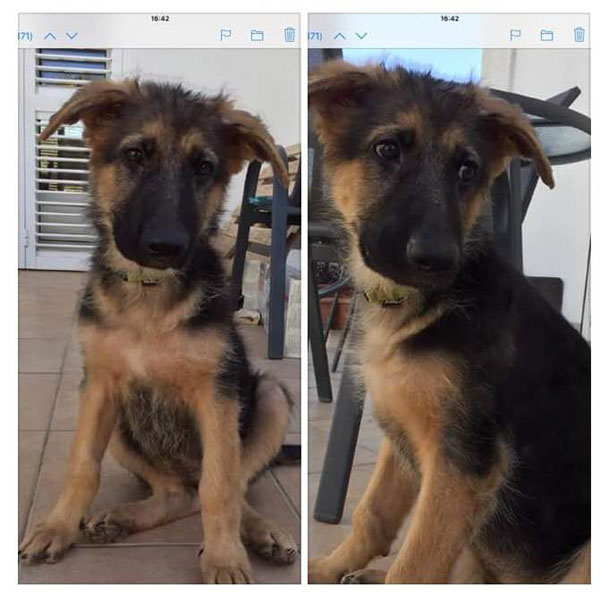 beautiful gsd puppy August