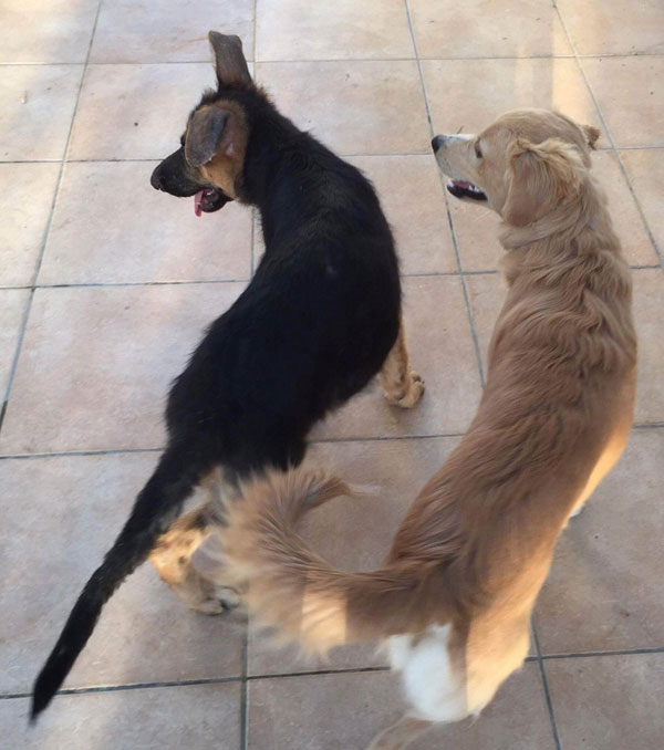 August with her retriever playmate.