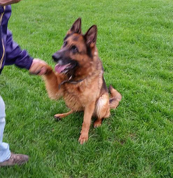 autumn the gsd would like you to throw the ball for her