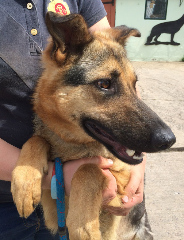 Ayra the gsd sneaking a quick cuddle