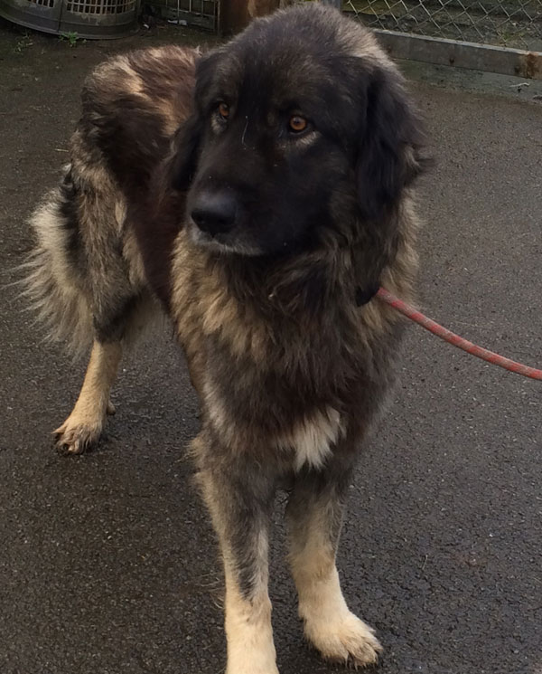 baloo the caucasian shepherd