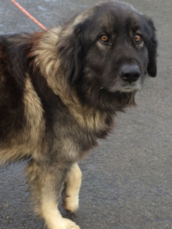 Baloo the caucasian shepherd just needs a good home