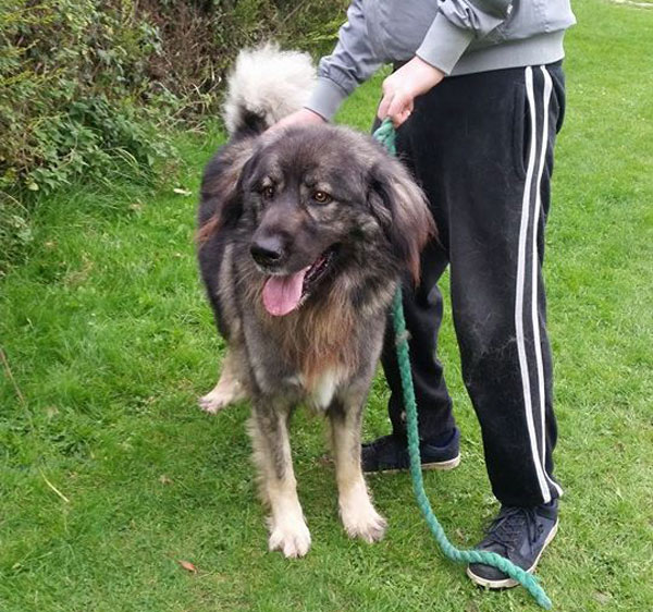 baloo the carpathian shep[herd afetr a wash and blow dry